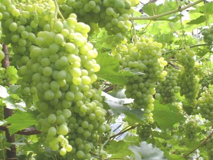 Выращивание винограда и терруар: как почвы влияют на вкус вин? | «табрис»