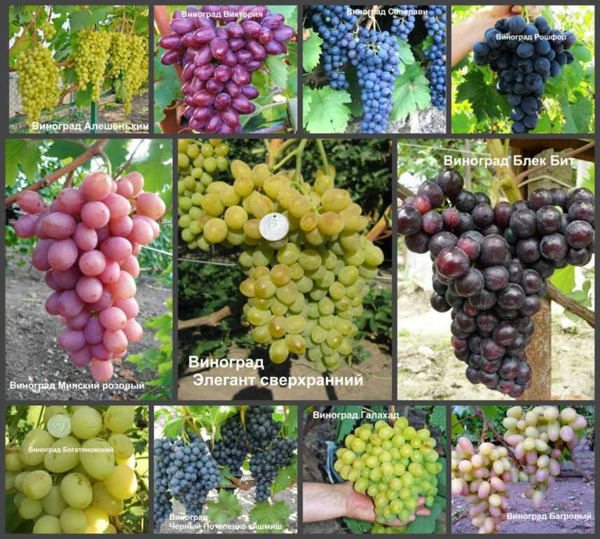 Описание и характеристики сорта винограда «саперави северный»