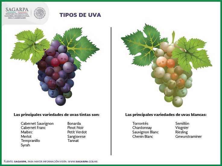 Сира, шираз (syrah) виноград — описание и характеристика сорта, вкус вина