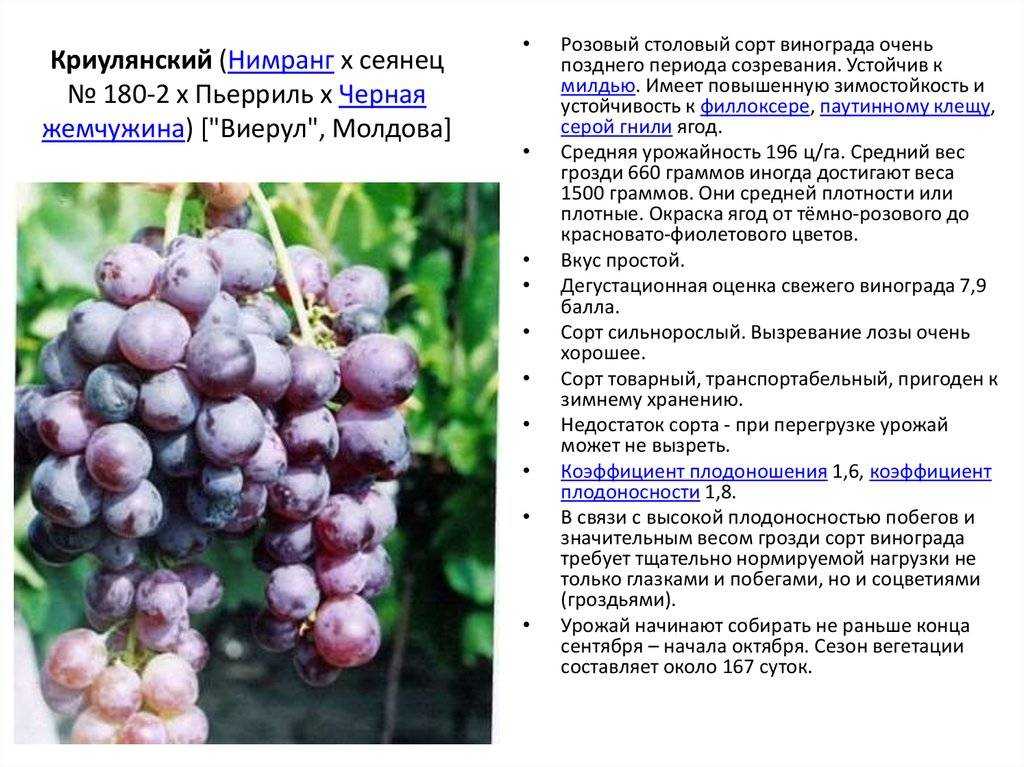 Мерло виноград: описание и характеристика сорта, выращивание и уход, чем отличается от каберне