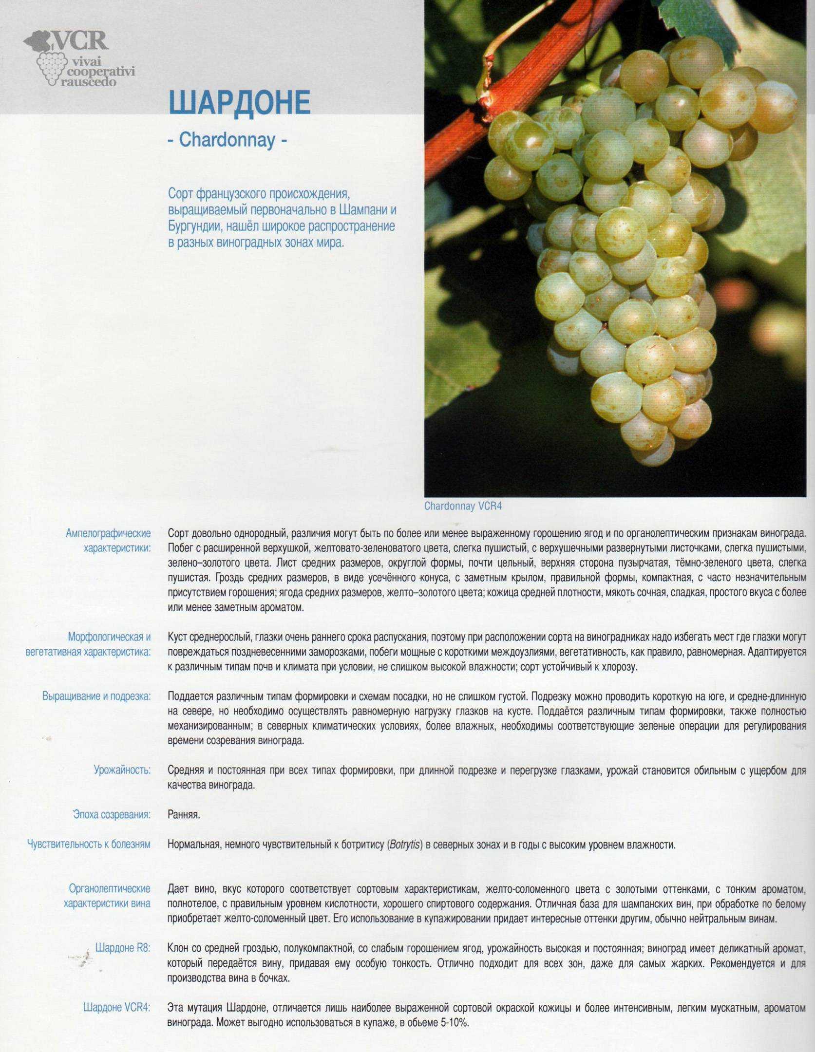 Виноградный сорт гренаш: разновидности и использование винограда гренаш в виноделии