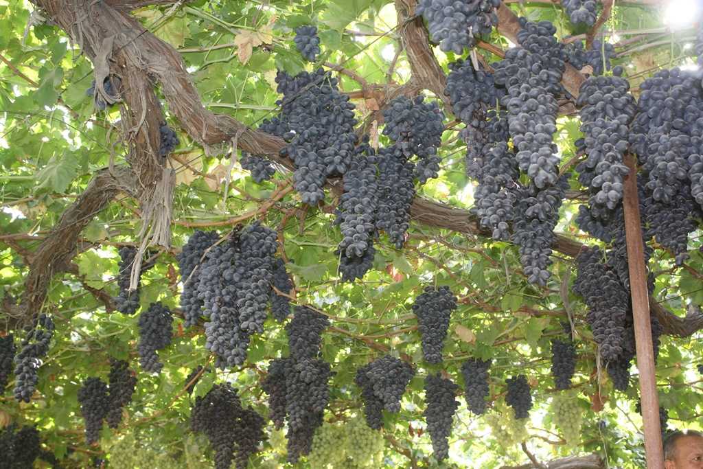Сорта винограда в грузии | в грузию!