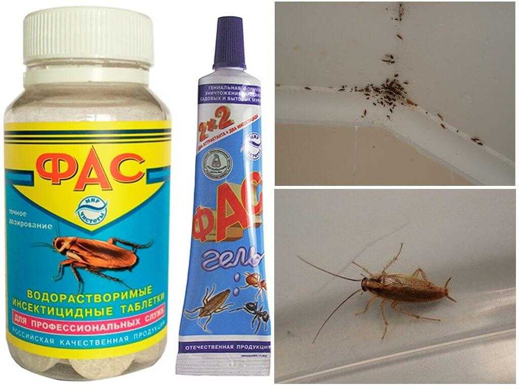 Лучшие ловушки от тараканов: из магазина и самодельные
