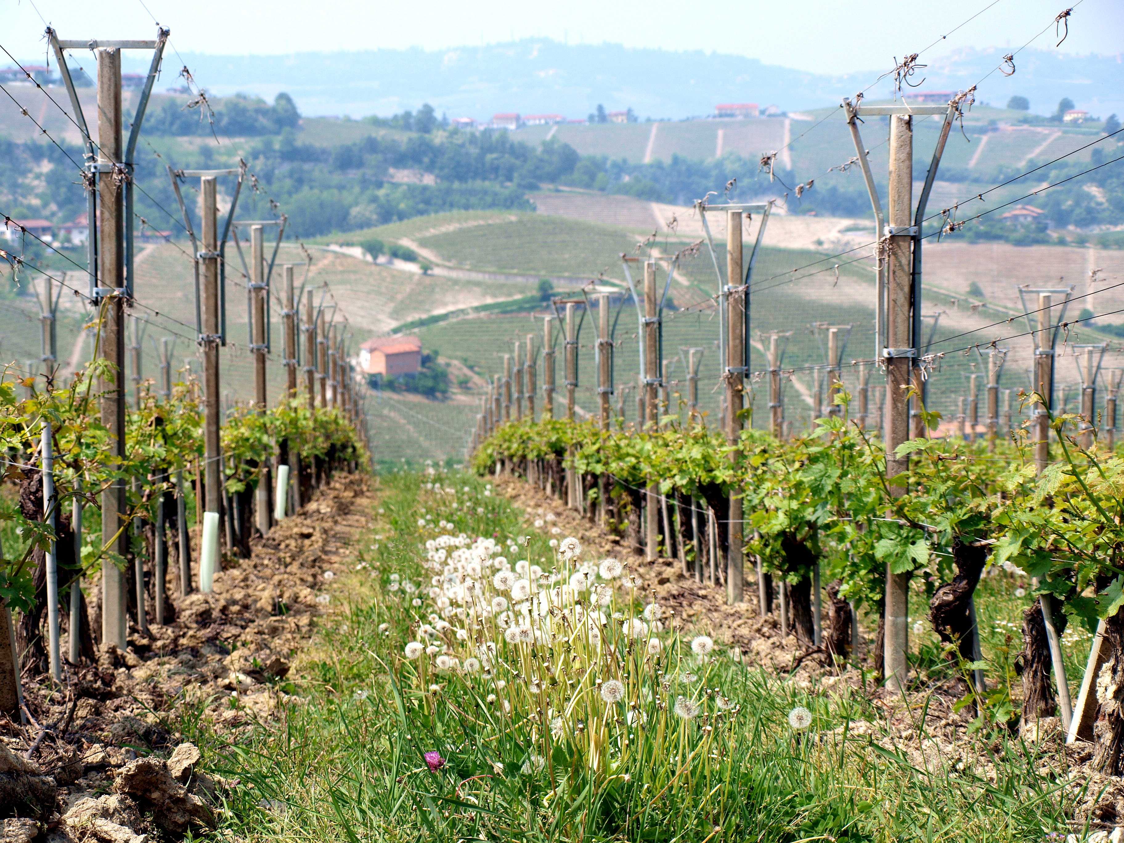 Итальянские вина белые сухие название