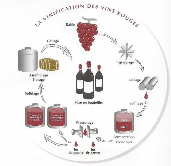 Секреты технологии приготовления качественного вина