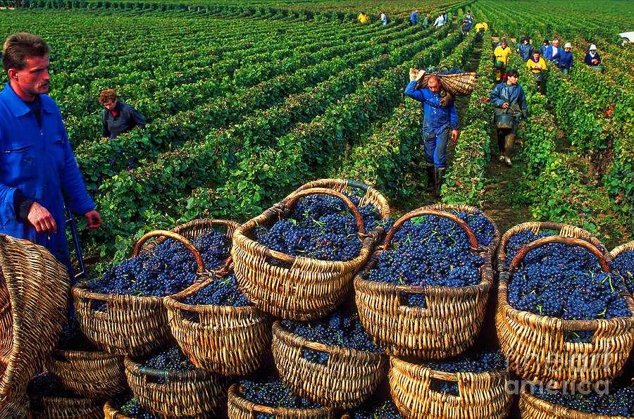 История французского виноделия: от древнего рима до xxi века
