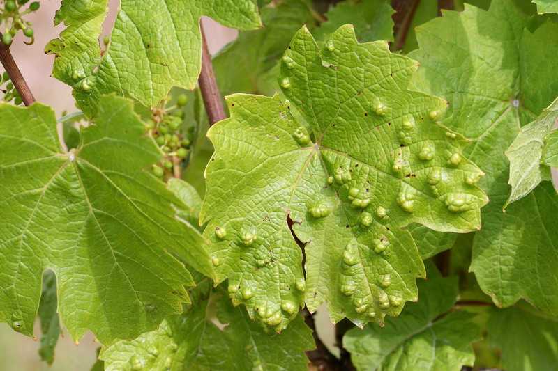 Филлоксера на винограде – меры борьбы и фото вредителя