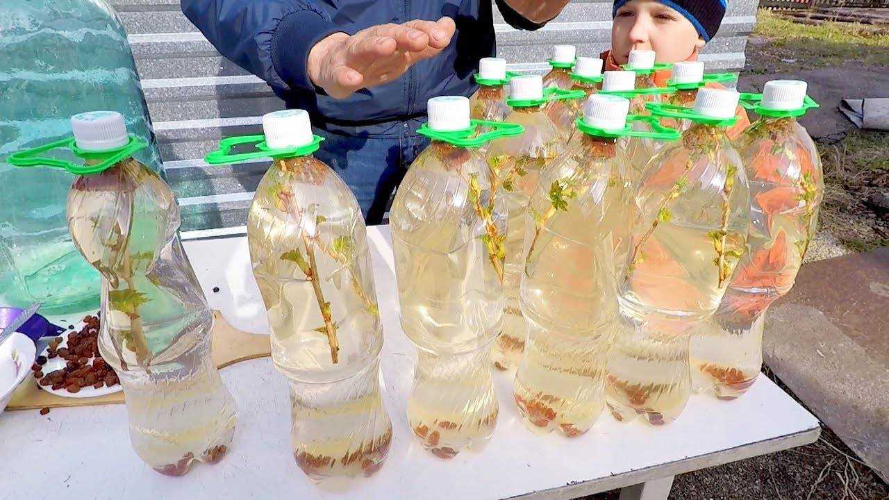 Как приготовить березовый сок - полезные свойства напитка, классические рецепты приготовления и более интересные варианты