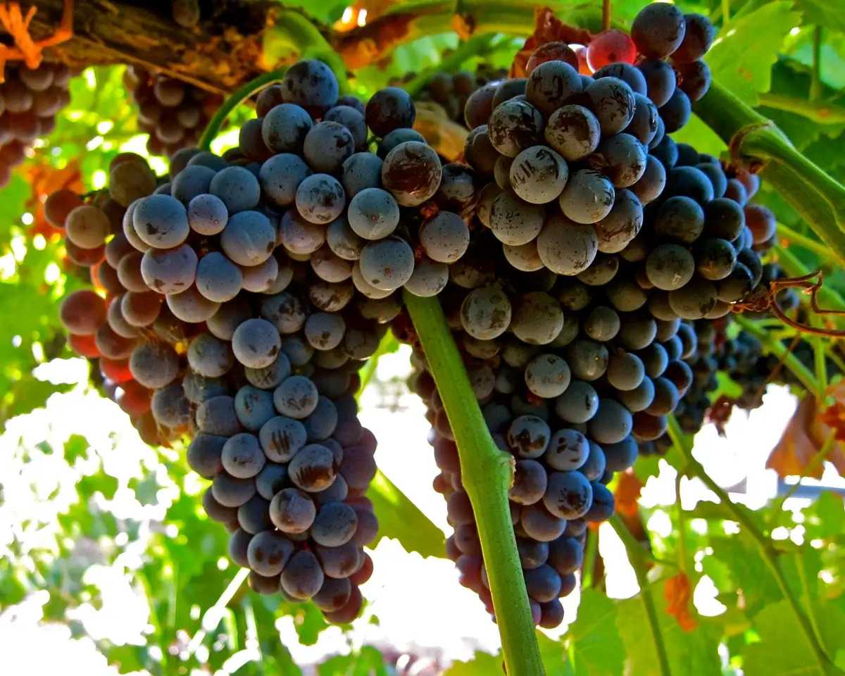 Лучшие сорта винограда для вина: фото, названия и описания (каталог)