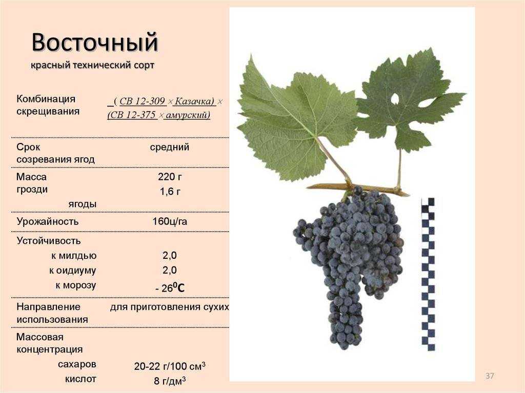Лучшие сорта винограда для приготовления вина в россии и украине