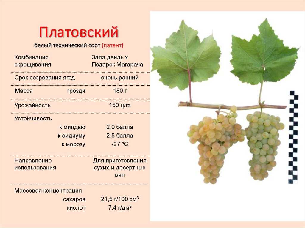 12 лучших винных сортов винограда для северного виноградника