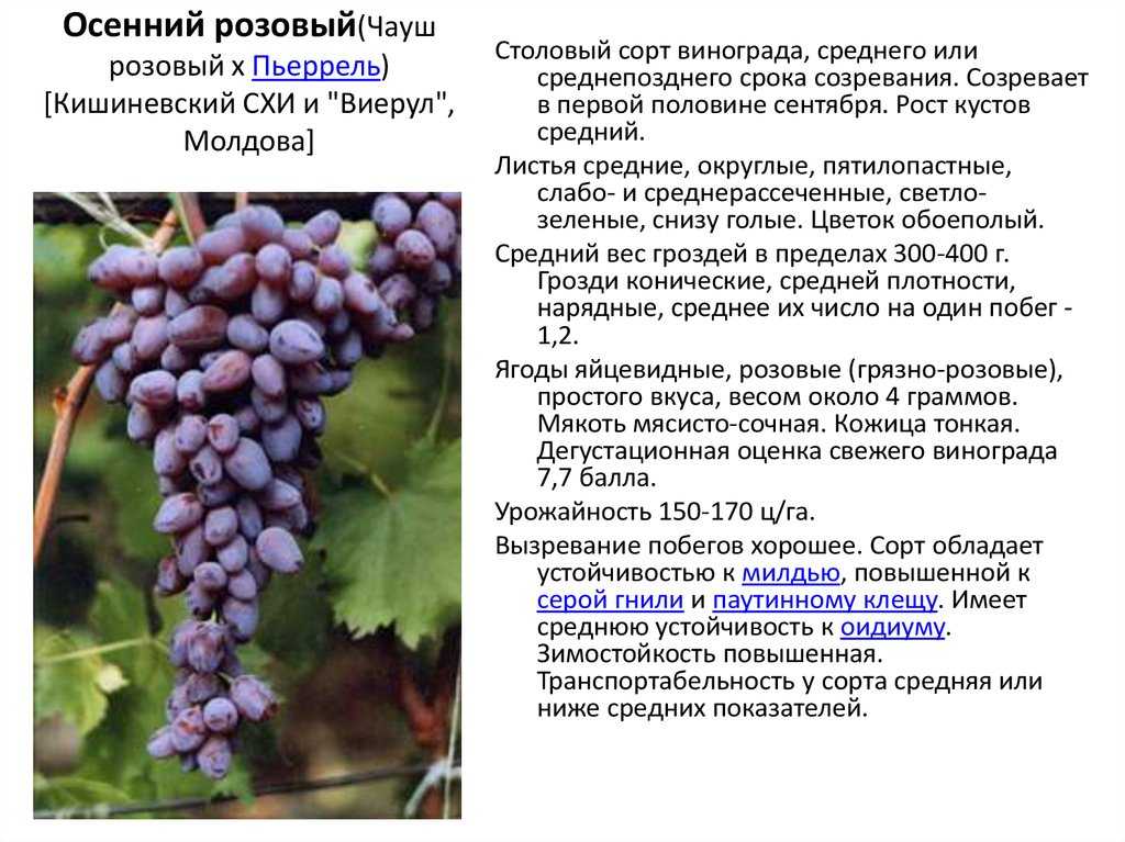 Виноград санджовезе - описание сорта