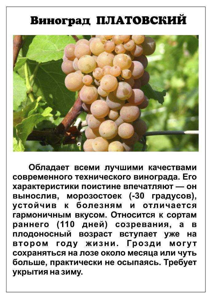 Виноград «мерло»: описание сорта, фото и отзывы. основные его плюсы и минусы, характеристики и особенности выращивания в регионах