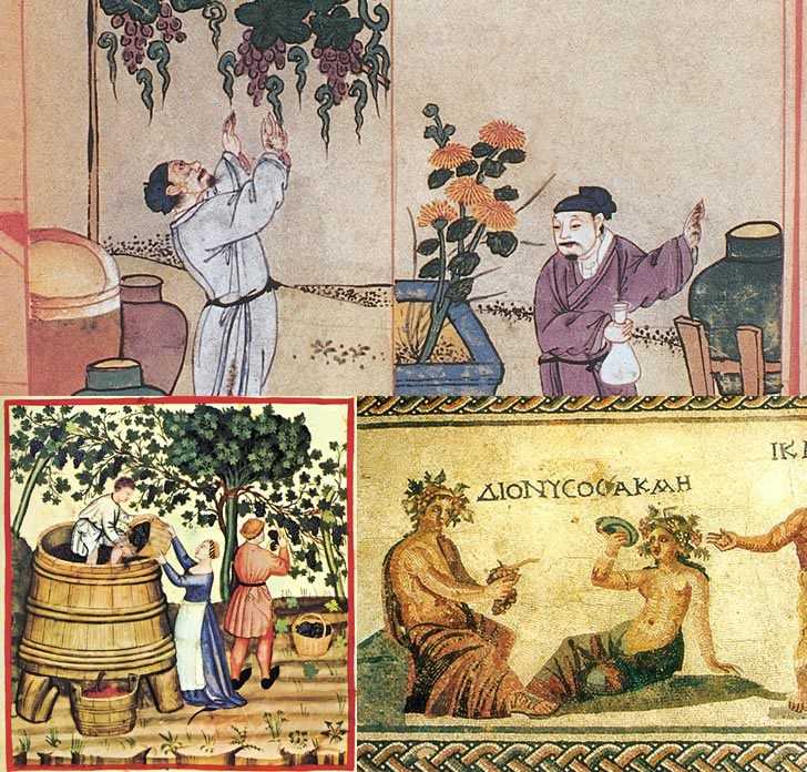 Сорта винограда для вина: секреты виноделия и обзор лучших сортов