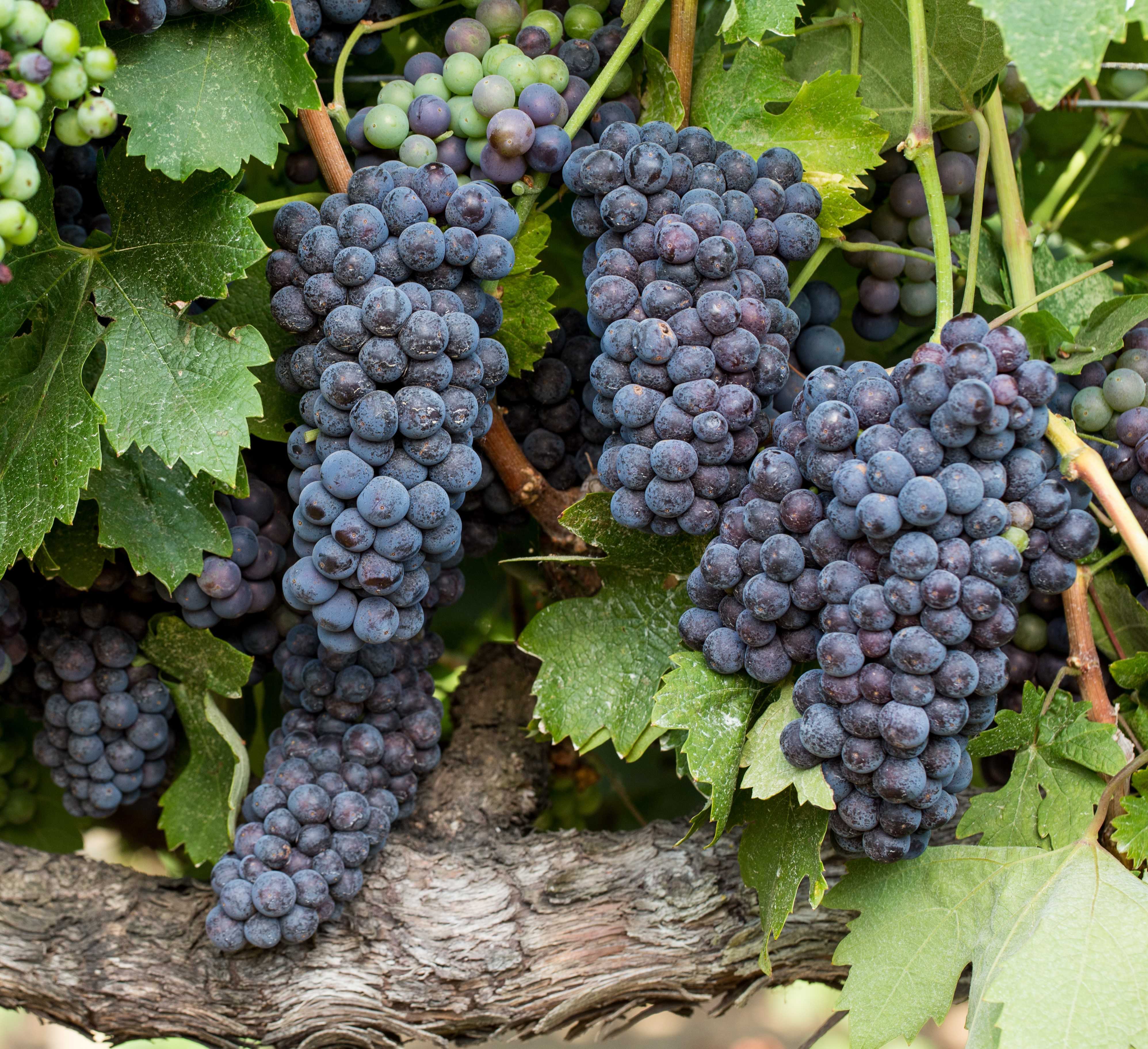 Сорта винограда примитиво и зинфандель | wine expertise