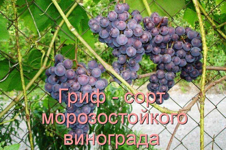 Красностоп: сорт винограда золотовский, его описание и характеристика, происхождение и история, правила выращивания