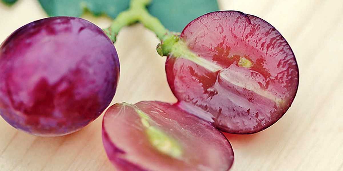 Топ-5 польза танинов для организма, содержащихся в вине и других продуктах питания