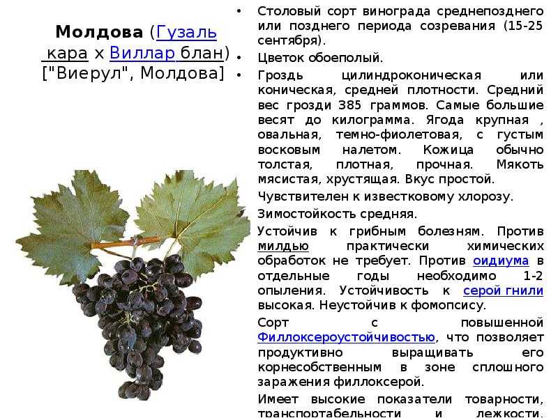 Виноград сира (шираз): что нужно знать о нем, описание сорта, отзывы