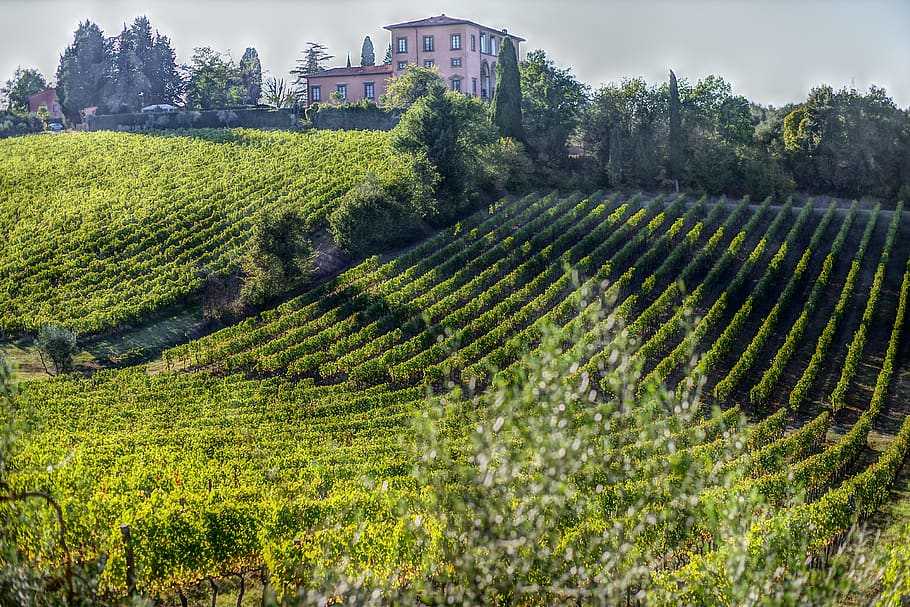 Вино апулии - мир честных и порывистых вин итальянского юга! ⋆ citywoman