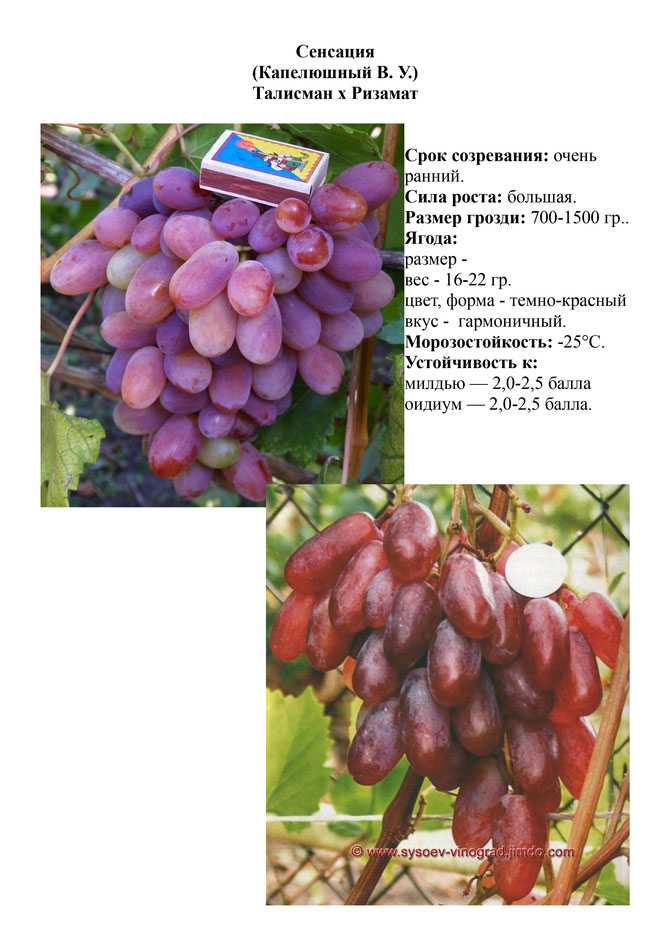 История виноделия на севере – северные сорта винограда и лучшие вина