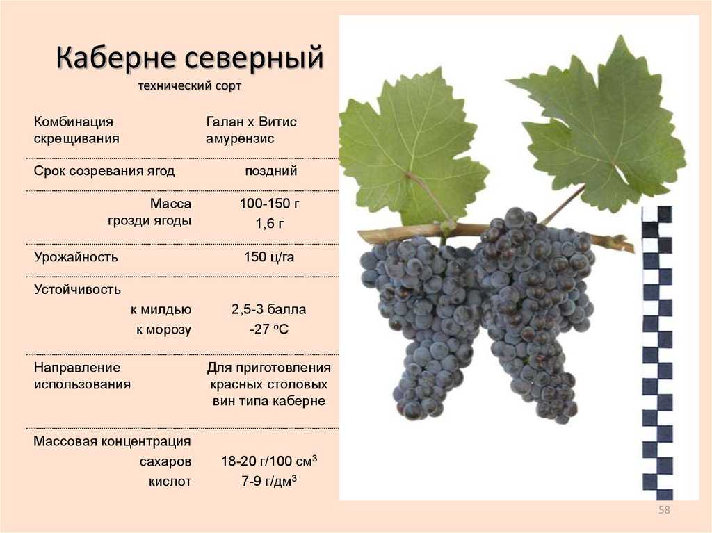 Описание и характеристика винограда сорта гарнача, посадка и уход