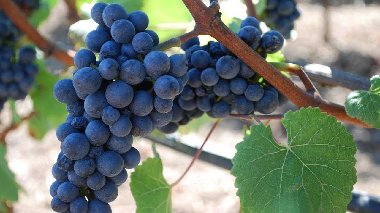 Пино нуар (pinot noir) – капризное вино с переменчивым вкусом