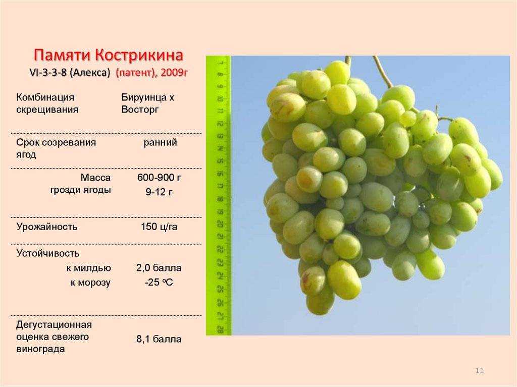 Морозостойкие винные сорта винограда