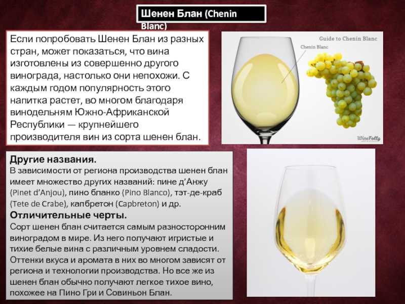 Вино совиньон блан (sauvignon blanc): описание вкуса и историческая справка
