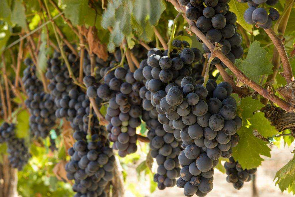 Гренаш (гарнача) вино: сорт винограда, красное сухое испания, розовое, бланка, блан франция, белое, нуар, описание, характеристики
