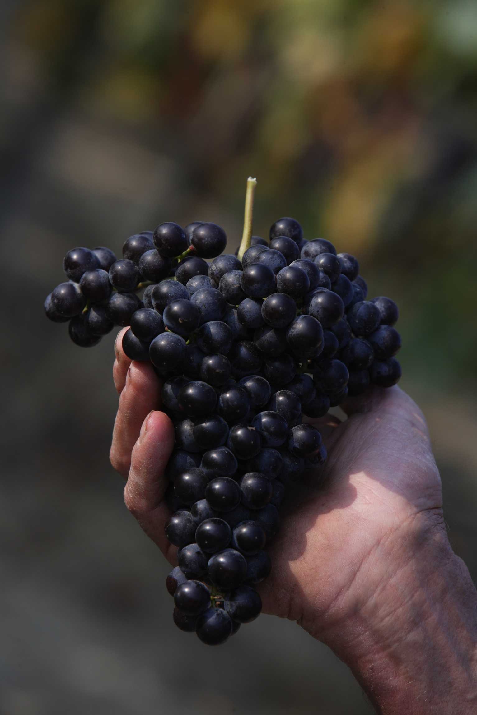 Вино barolo: история, обзор видов, как и с чем пить + как отличить подделку