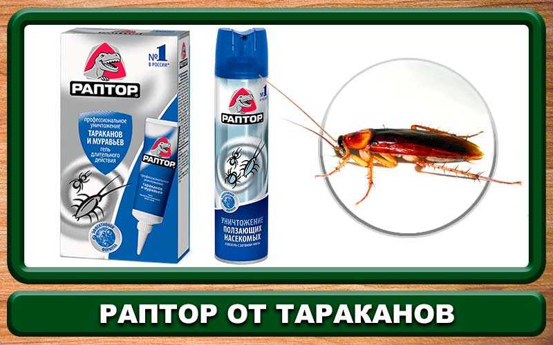 Бура от тараканов: как использовать, рецепт, эффективна ли против других насекомых?