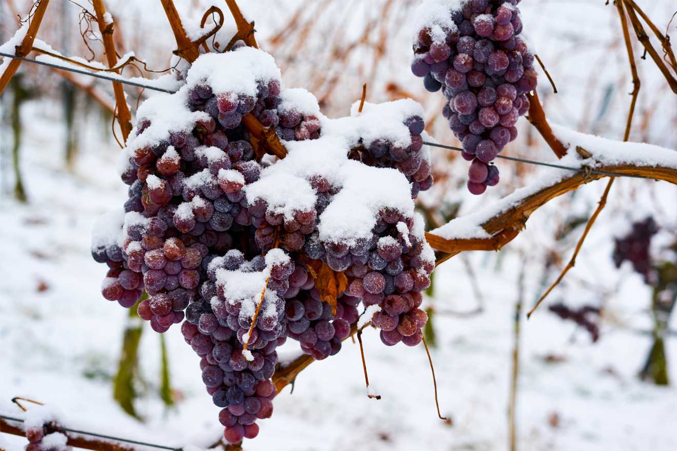 Ледяное вино: одна из самых сладких ошибок природы