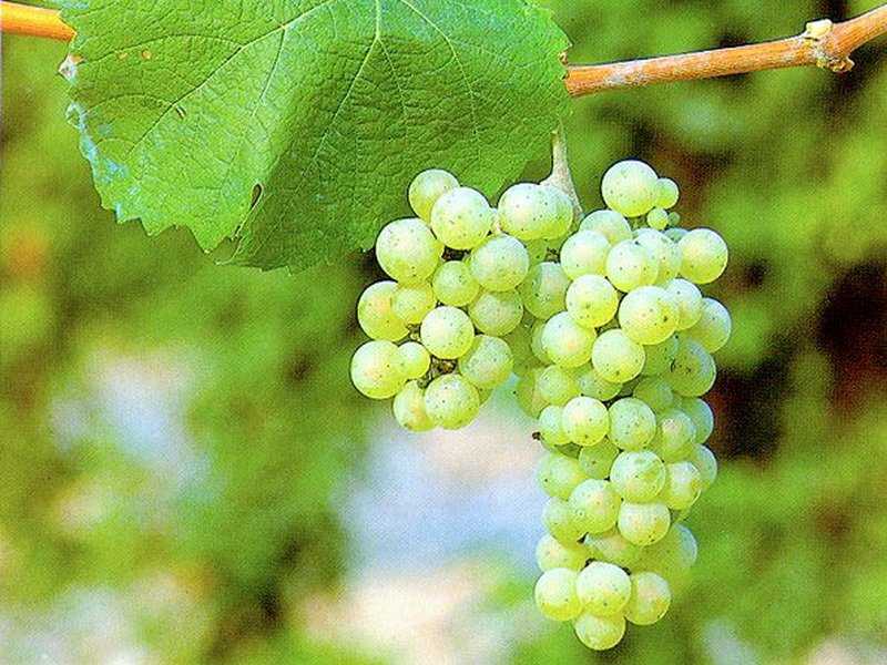 Рислинг рейнский (рейнски ризлинг) — иностранные стандартные белые винные сорта винограда