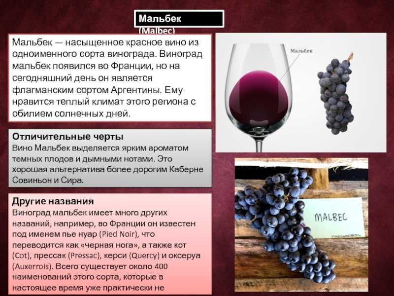 Санджовезе, сорт винограда: его описание и характеристики, выращивание и уход