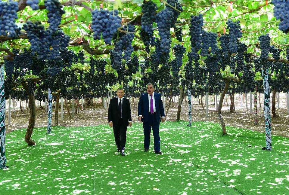 10 самых известных виноградников в мире