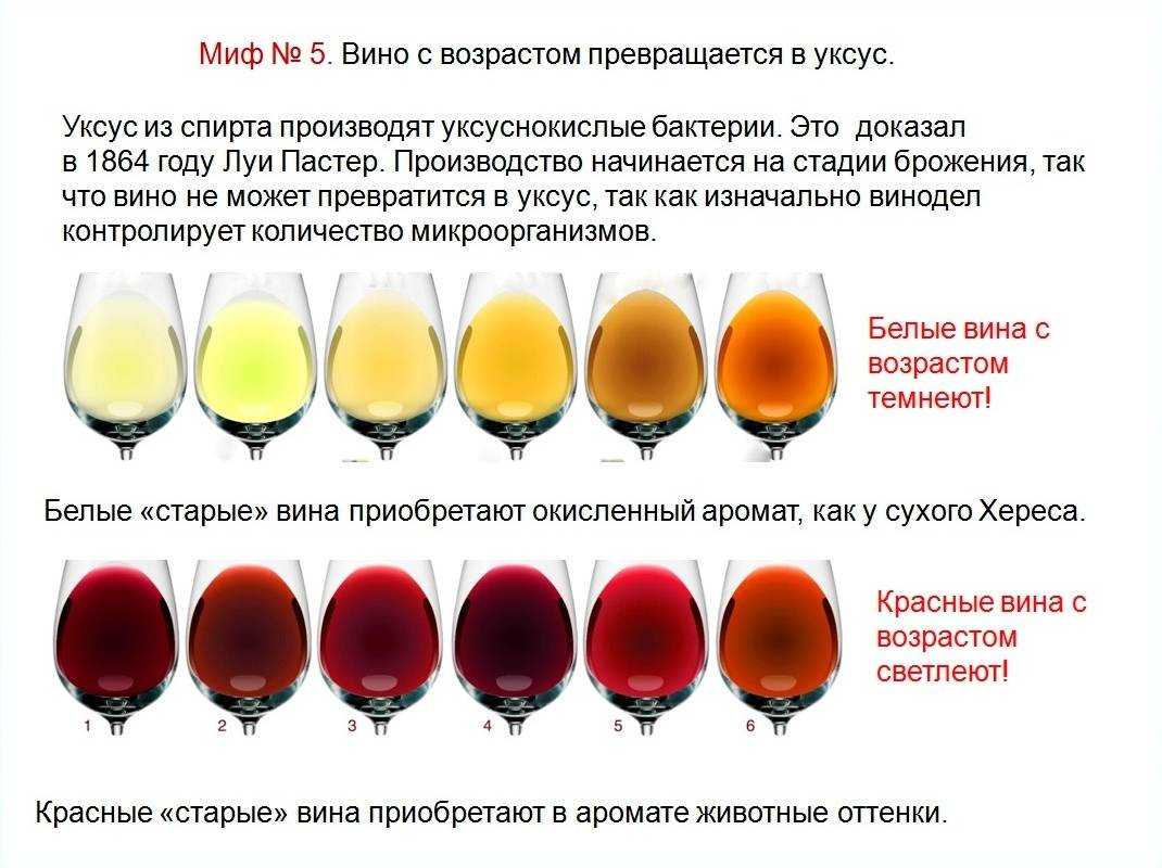 Как научиться дегустировать вино: рекомендации итальянских сомелье – италия по-русски