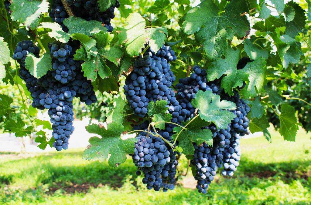 Виноград пино нуар: что нужно знать о нем, описание сорта, отзывы