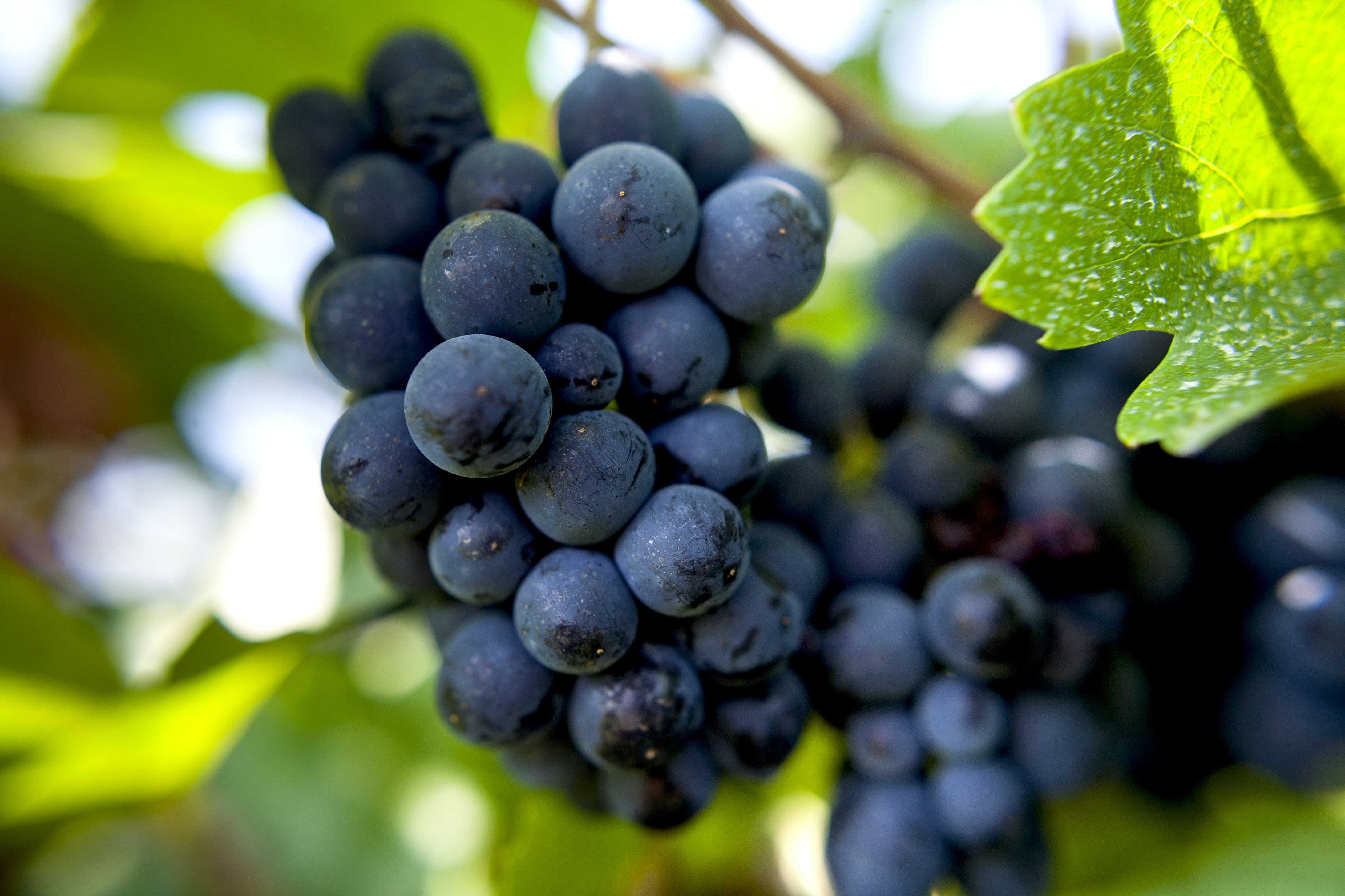 Виноград пино нуар: селекция, описание, посадка и уход, достоинства, известные вина, отзывы