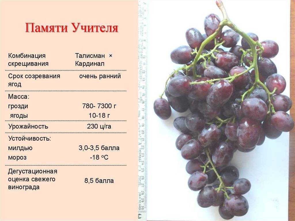 Виноград пти вердо — описание сорта, фото