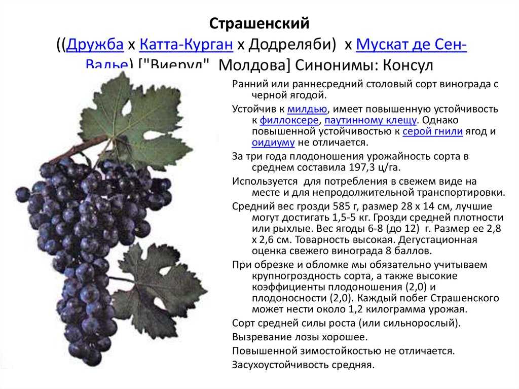 Сорт винограда каберне-совиньон: фото, отзывы, описание, характеристики.