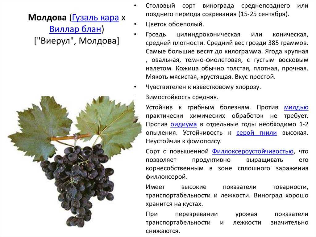 Виноград каберне: описание сорта и его разновидности - кортис, совиньон, фран, их характеристики и фото | сортовед