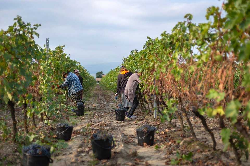 Грузинские вина названия: обзор продукции грузинского виноделия