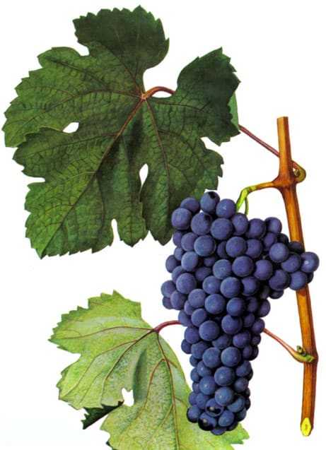 Красностоп: золотовский, анапский - вино и сорт винограда, описание