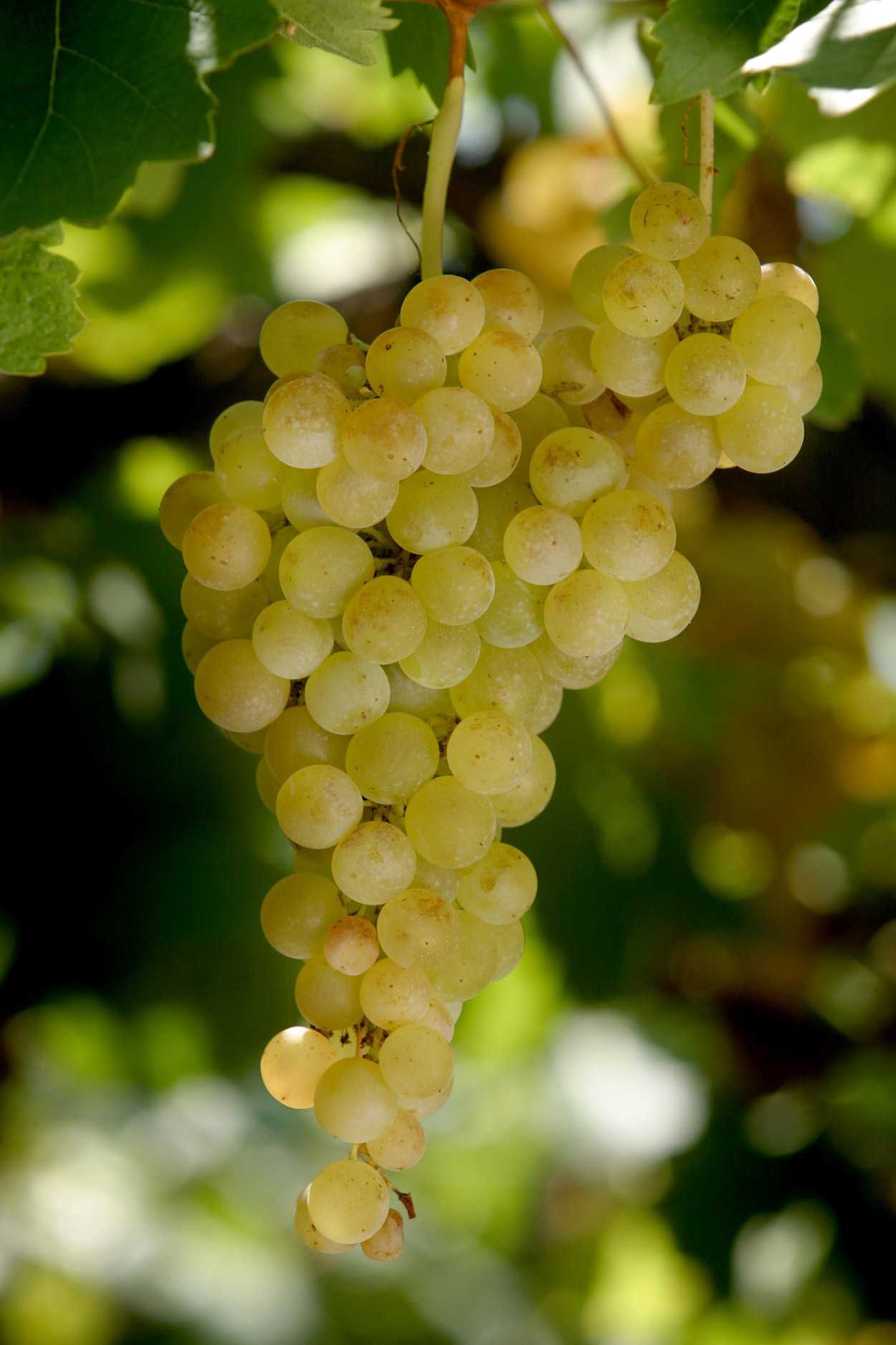Обзор сорта винограда ркатицели | wine expertise
