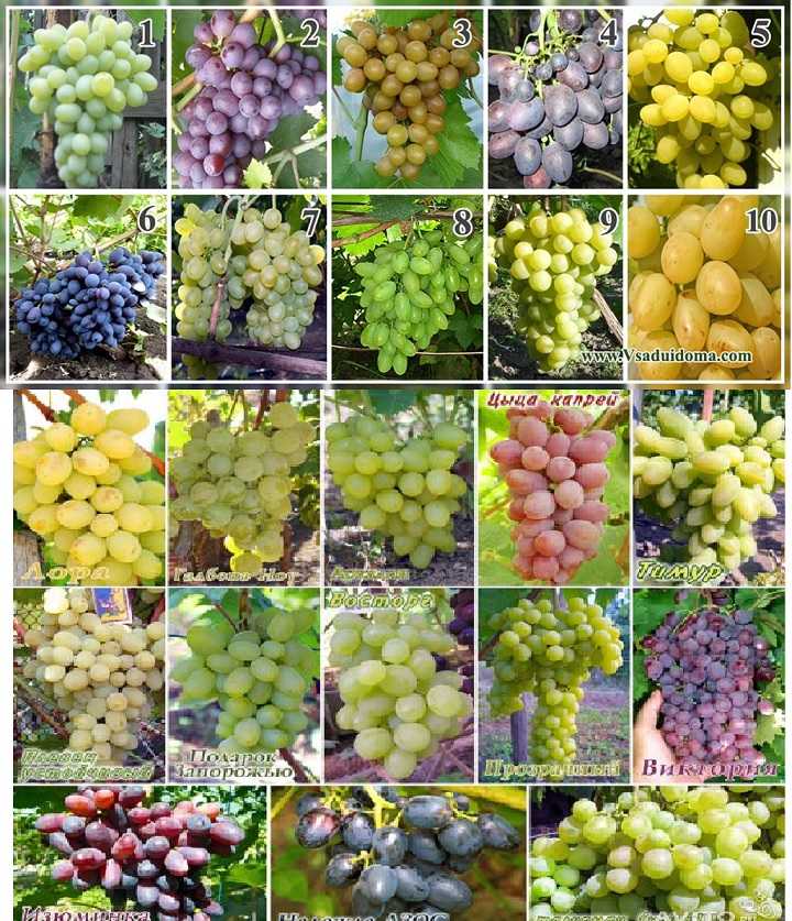Лучшие сорта винограда для вина, какой сорт винограда для вина