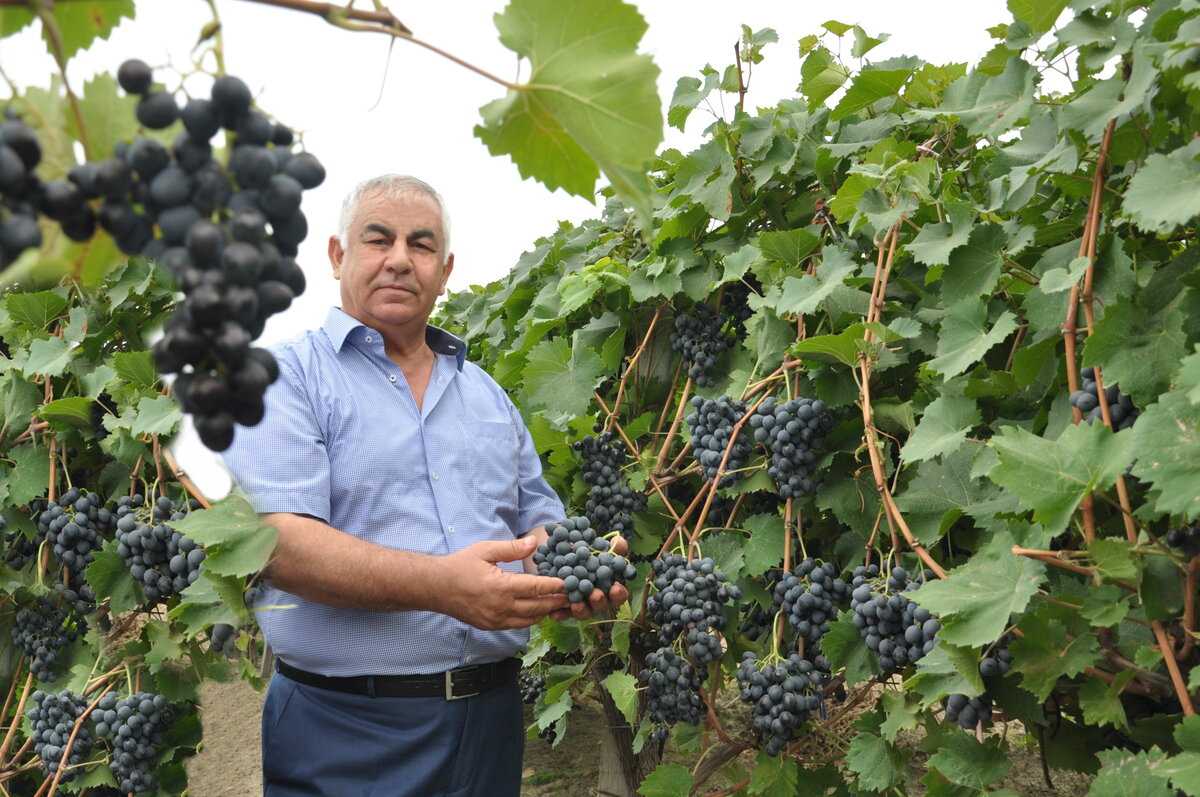 Виноградарство, сорта и виноделие грузии - страница 2