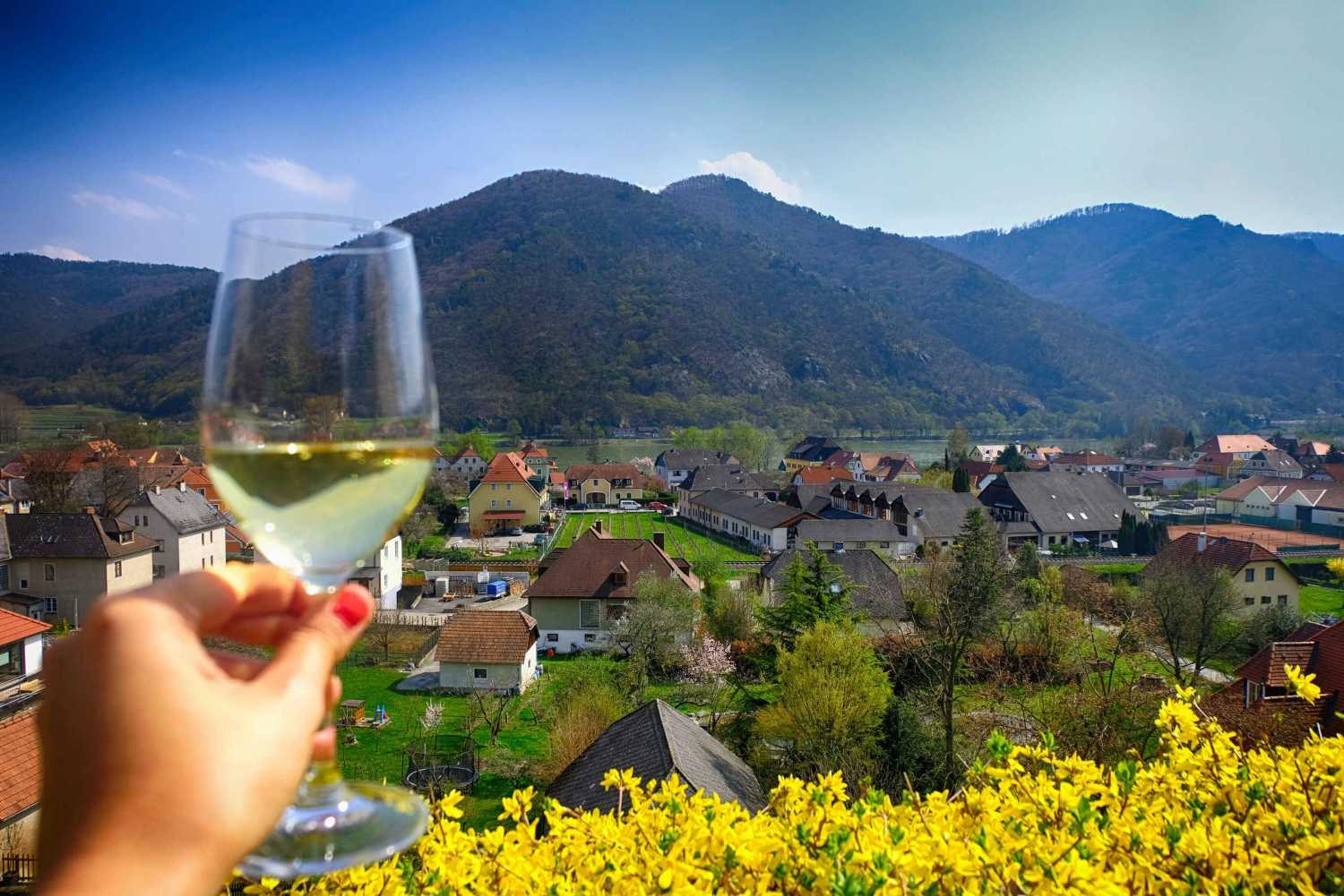 Вина австрии. нижняя австрия: знаковая винодельческая зона
