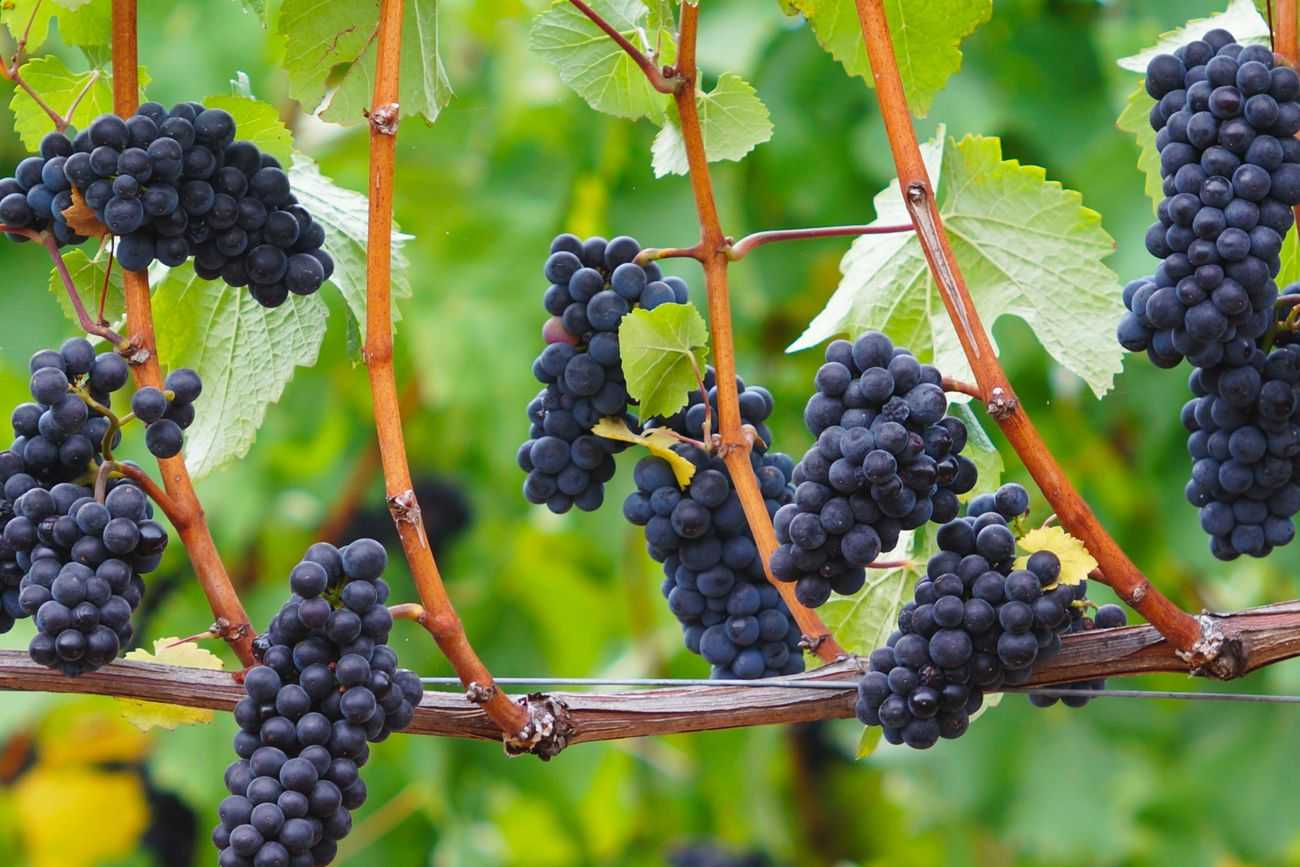 Виноград войны клонов: выбор правильного пино. - наш виноград и это всё – о нём.