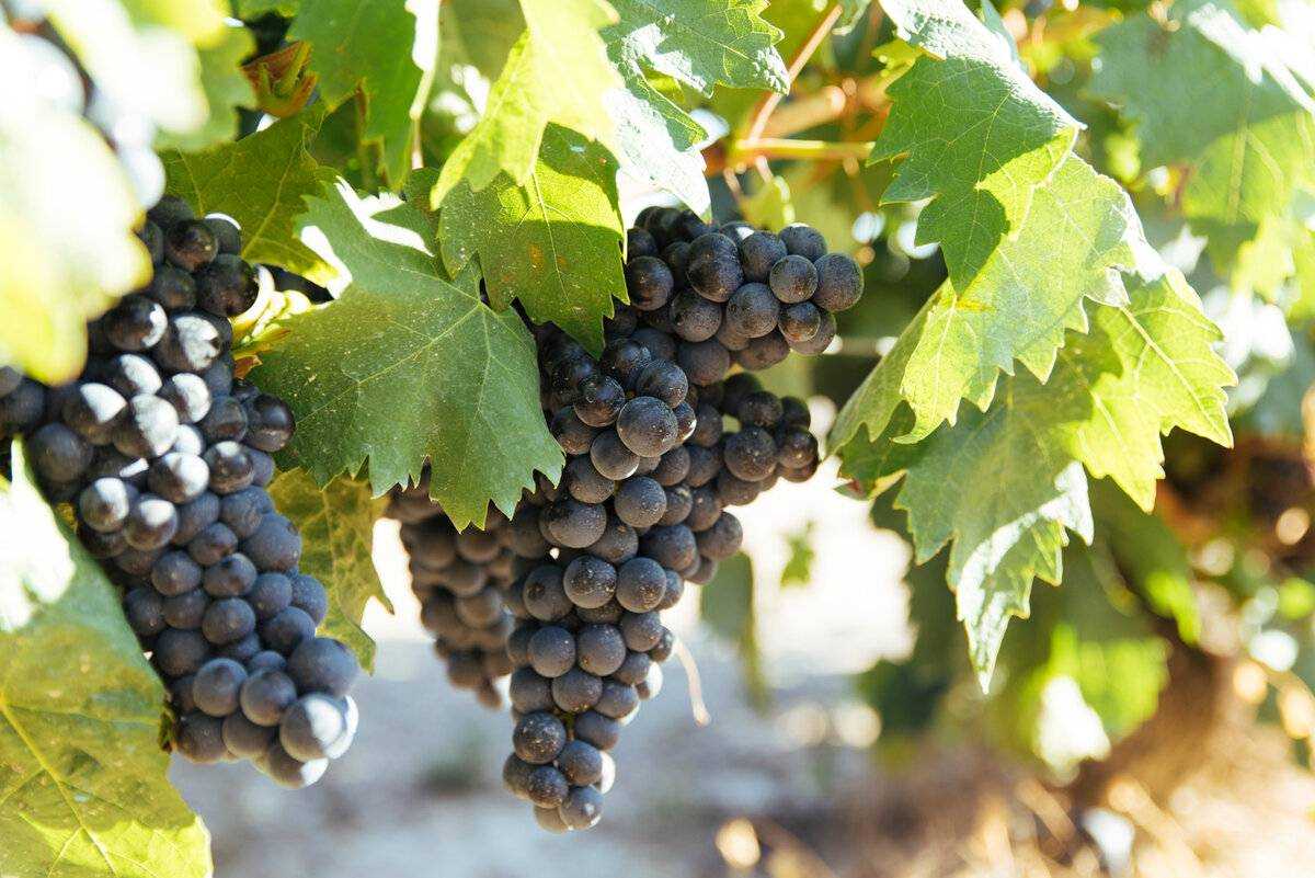 Виноград сорта "темпранильо": полное описание характеристик, мутация и фото