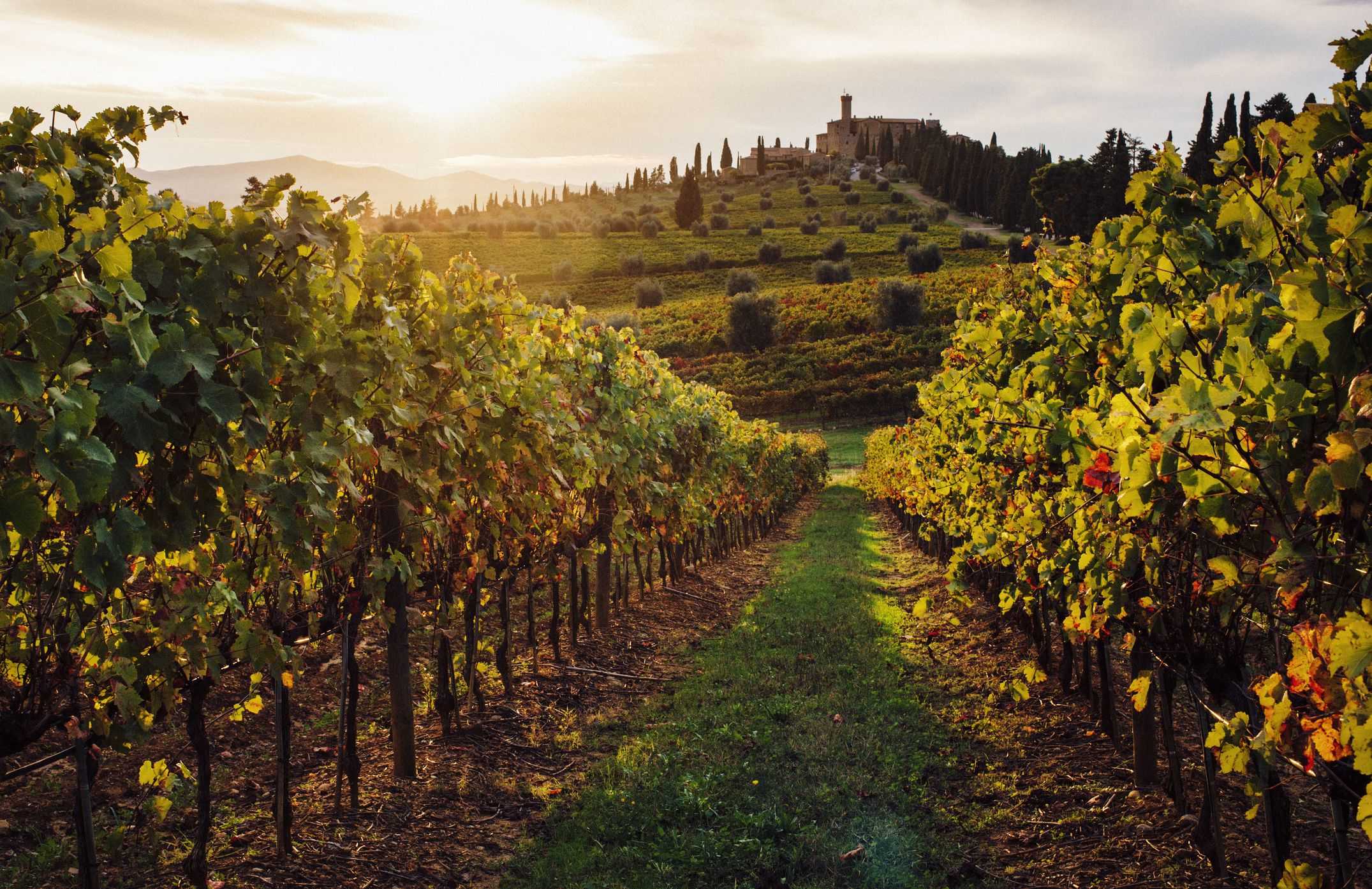 Вина тосканы. история виноделия тосканы
